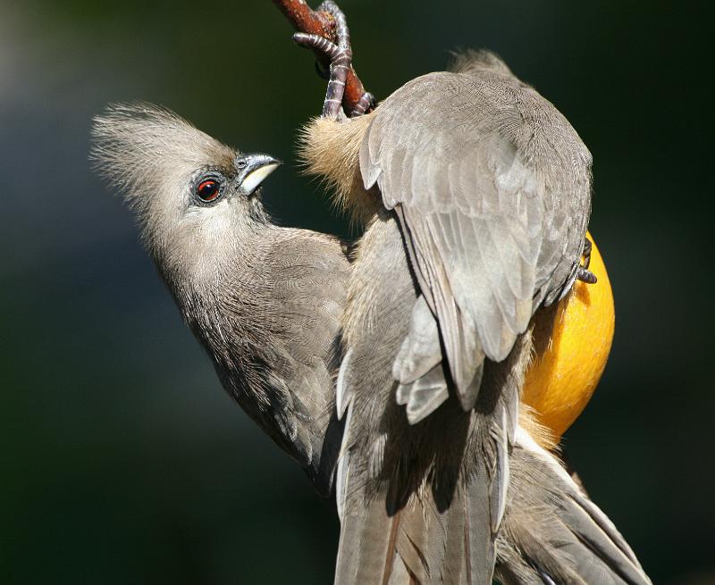 frieda 073.jpg - Sjoe 'n mens moet klou as jy 'n stukkie van die lemoen wil kry!!!